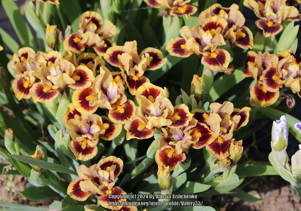 Photo of Standard Dwarf Bearded Iris (Iris 'Paint Pots') uploaded by Valery33