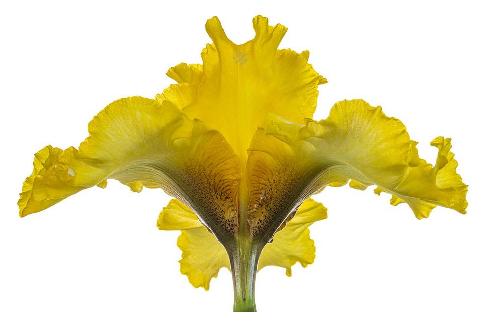Photo of Tall Bearded Iris (Iris 'Around the Sun') uploaded by billpusztai