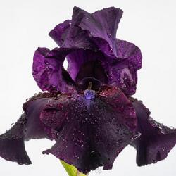 Location: Vancouver, BC, Canada
Date: 2022-06-09
Iris 'Grape Harvest'