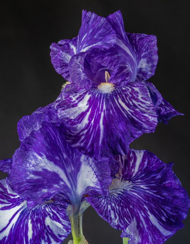 Photo of Border Bearded Iris (Iris 'Batik') uploaded by billpusztai