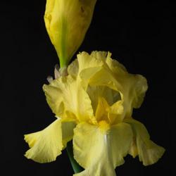 Location: Vancouver, BC, Canada
Date: 2019-05-22
Iris 'Buckwheat'