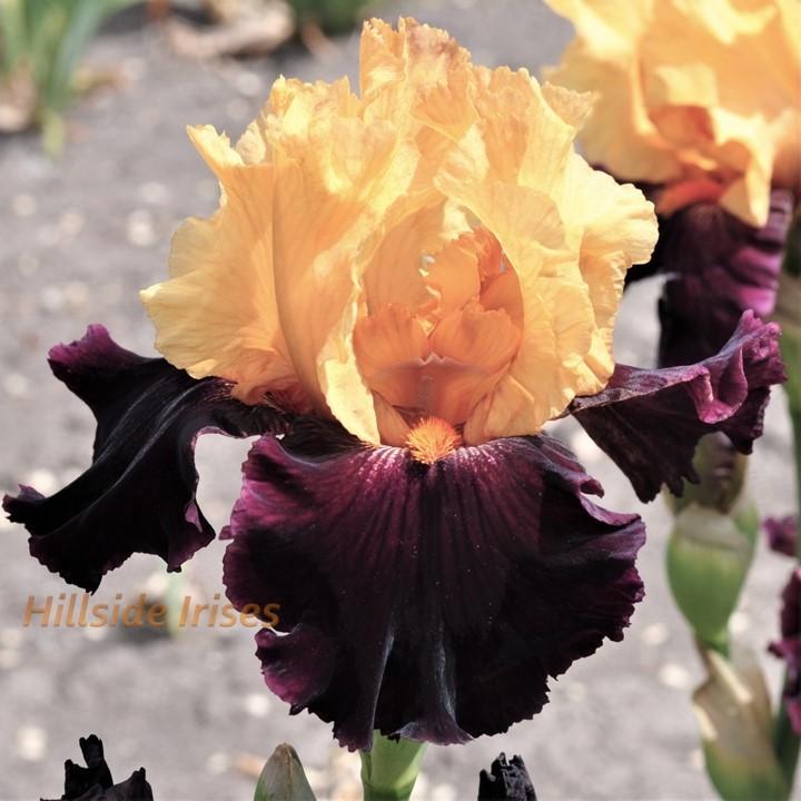 Photo of Tall Bearded Iris (Iris 'Idol') uploaded by cashe56