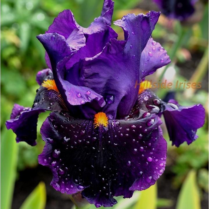 Photo of Tall Bearded Iris (Iris 'Local Color') uploaded by cashe56