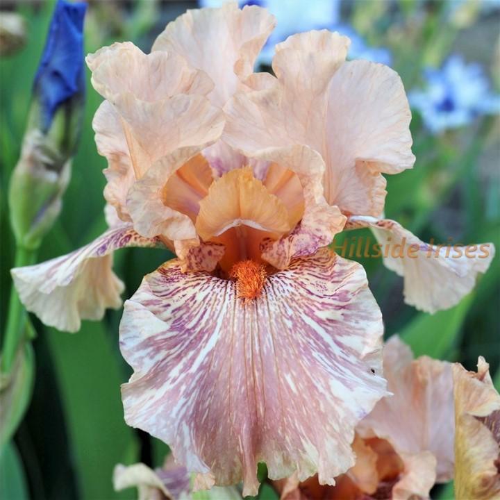 Photo of Tall Bearded Iris (Iris 'King Tush') uploaded by cashe56