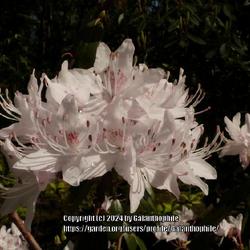 Location: Howick Hall gardens, Northumberland, England UK 
Date: 2021-05-12
Rhododendron rigidum 'Album'