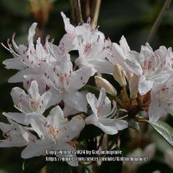 Location: Howick Hall gardens, Northumberland, England UK 
Date: 2022-04-26
Rhododendron rigidum 'Album'