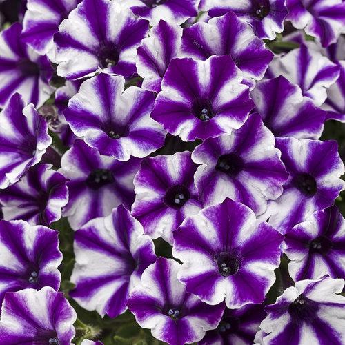 Photo of Petunia Supertunia® Violet Star Charm uploaded by Joy