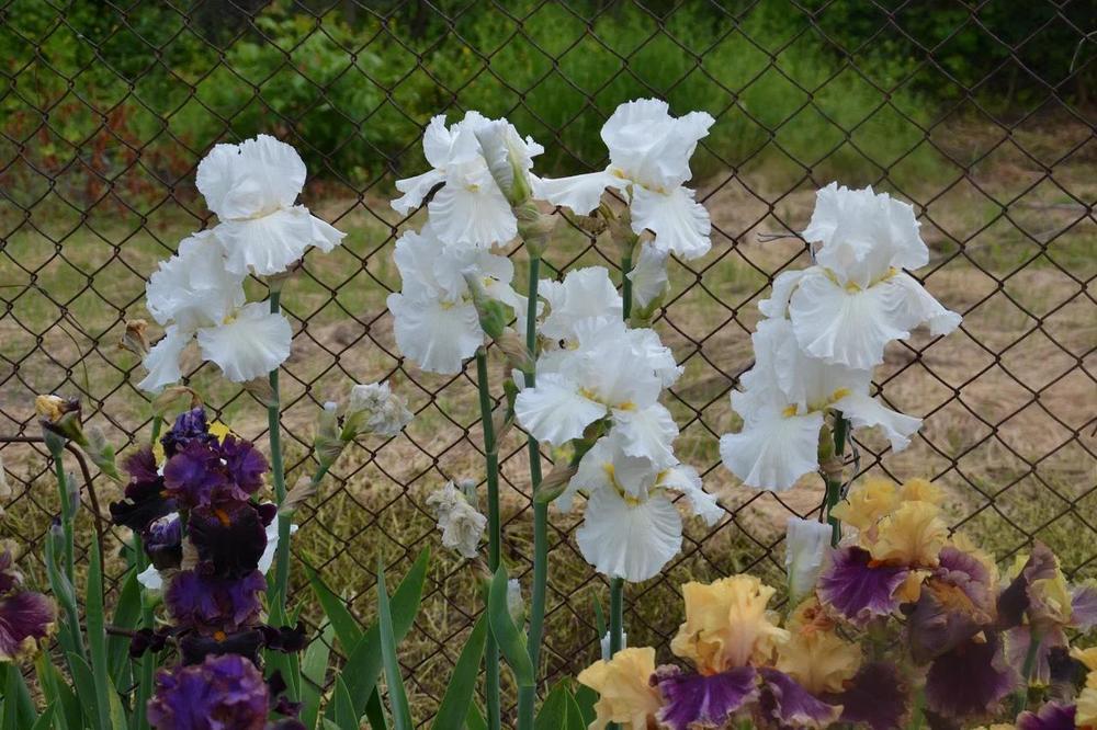 Photo of Tall Bearded Iris (Iris 'Cozy Cotton') uploaded by Serjio