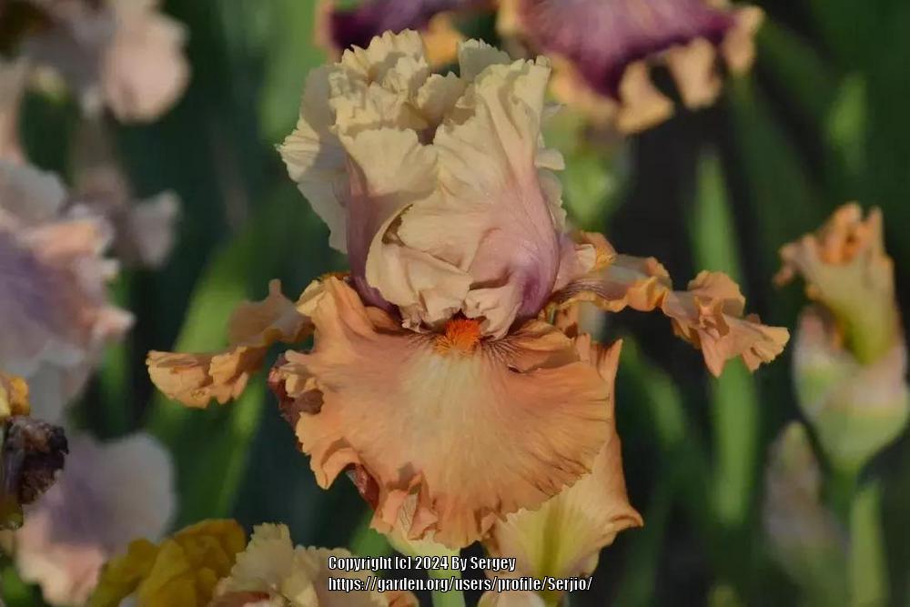 Photo of Tall Bearded Iris (Iris 'Cinderella's Secret') uploaded by Serjio