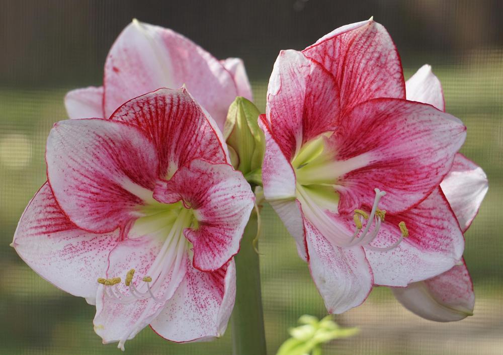 Photo of Amaryllis (Hippeastrum 'Exception') uploaded by bsharf