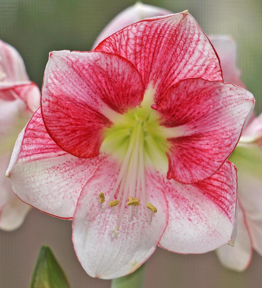 Photo of Amaryllis (Hippeastrum 'Exception') uploaded by bsharf