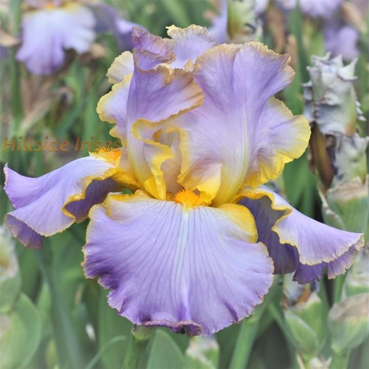 Photo of Tall Bearded Iris (Iris 'All About Spring') uploaded by cashe56