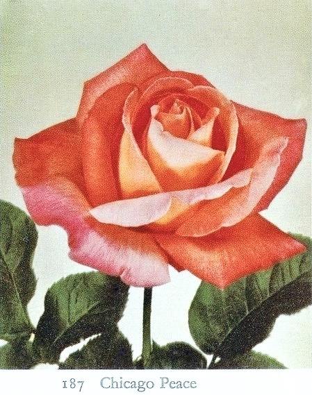 Photo of Rose (Rosa 'Chicago Peace') uploaded by scvirginia