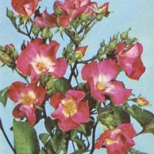 public domain photo from '421 Roses en couleurs' by Henry Edland,