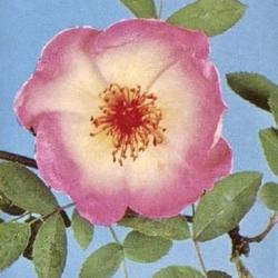 
Date: c. 1964
public domain photo from '421 Roses en couleurs' by Henry Edland,