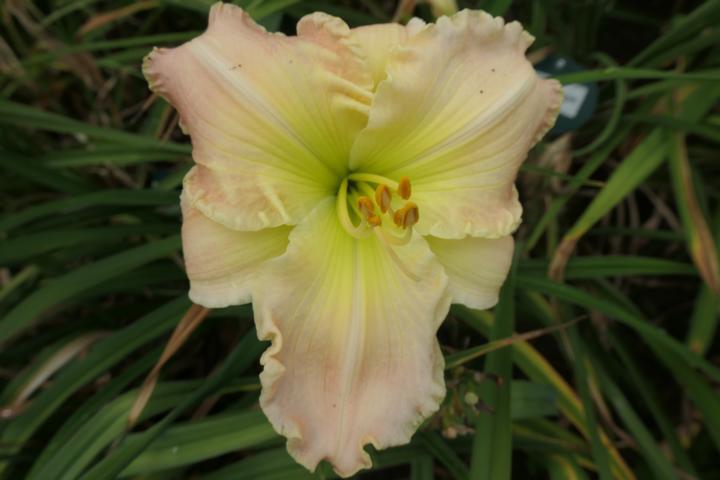Photo of Daylily (Hemerocallis 'My Darling Propaporn') uploaded by Caruso