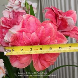 
Date: 2024-02-04
Amaryllis (Hippeastrum 'Double Dream') 1st Stalk, Largest and Ful