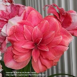 
Date: 2024-02-04
Amaryllis (Hippeastrum 'Double Dream') - 1st Stalk, Largest and F