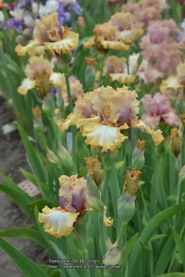 Photo of Tall Bearded Iris (Iris 'Good on Ya') uploaded by Serjio