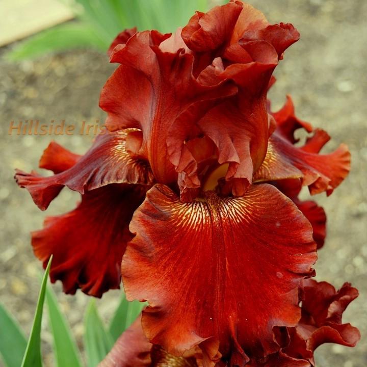 Photo of Tall Bearded Iris (Iris 'Play with Fire') uploaded by cashe56
