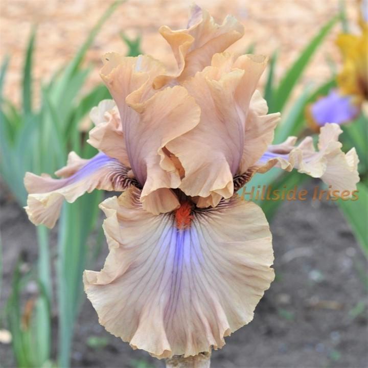 Photo of Tall Bearded Iris (Iris 'Coffee Trader') uploaded by cashe56