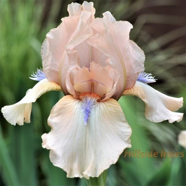 Photo of Intermediate Bearded Iris (Iris 'Concertina') uploaded by cashe56