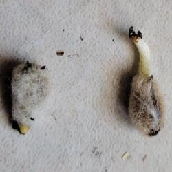 Location: indoors Toronto, Ontario
Date: 2024-02-03
Cotton (Gossypium) seeds germination easily.