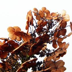 Location: in THE MYRIAD BOTANICAL GARDENS in downtown Oklahoma City
Date: 2020-09-19
'Munchkin' Oakleaf Hydrangea - flower clusters in winter