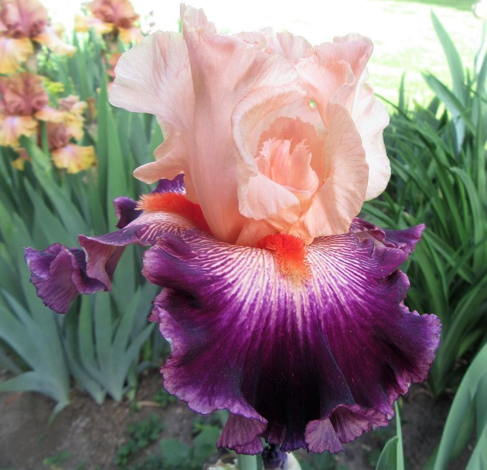Photo of Tall Bearded Iris (Iris 'Jazz Era') uploaded by tveguy3