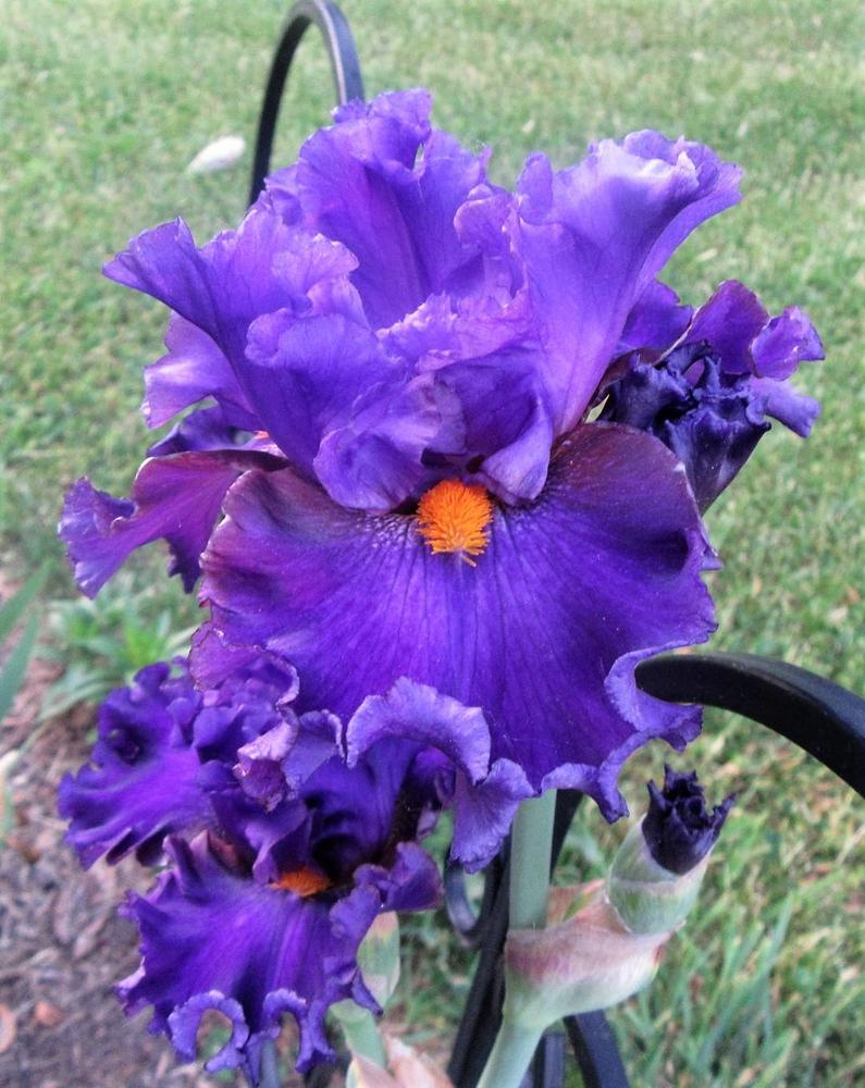 Photo of Border Bearded Iris (Iris 'Costume Jewelry') uploaded by tveguy3