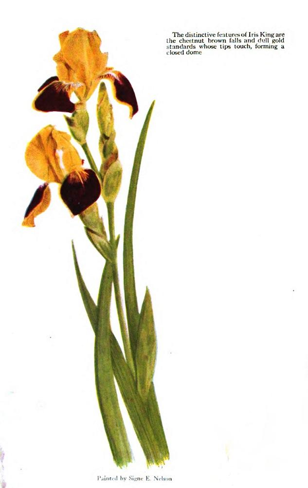 Photo of Tall Bearded Iris (Iris 'Iris King') uploaded by EdenSprings