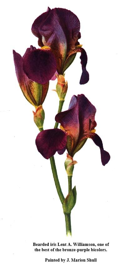Photo of Tall Bearded Iris (Iris 'Lent A. Williamson') uploaded by EdenSprings