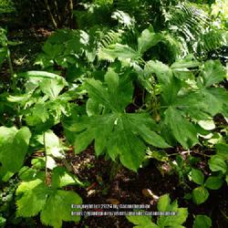 Location: Lilburn Tower gardens, Northumberland, England UK 
Date: 2019-06-16
Podophyllum hexandrum var. chinense