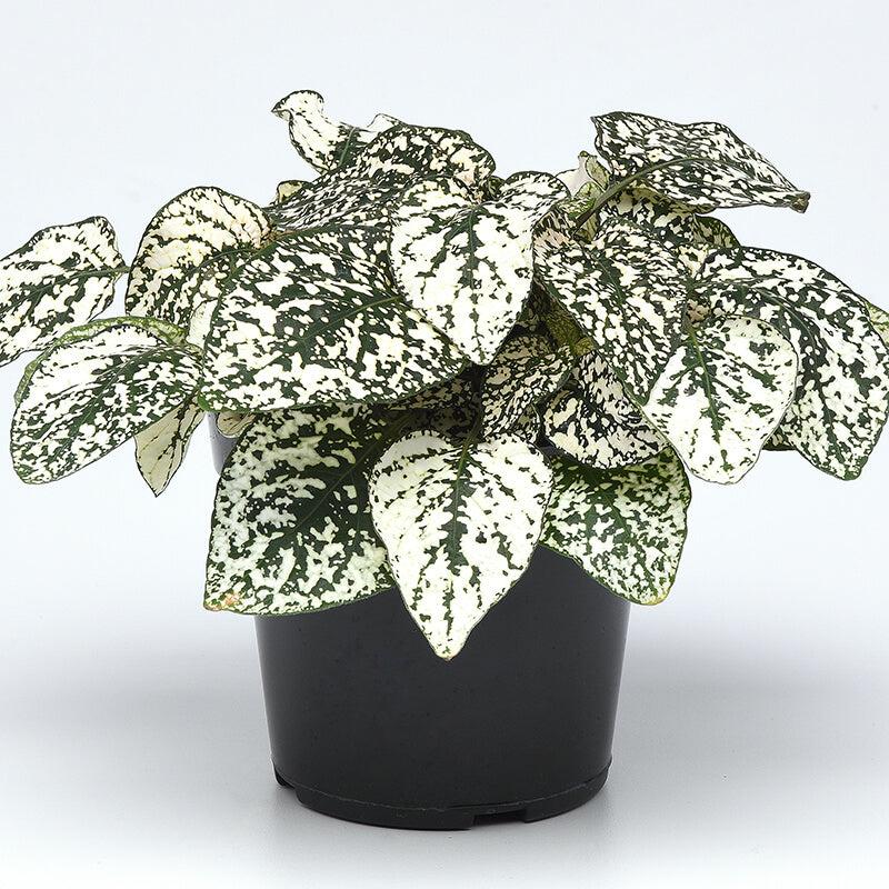 Photo of Polka-Dot Plant (Hypoestes phyllostachya Splash Select™ White) uploaded by Joy