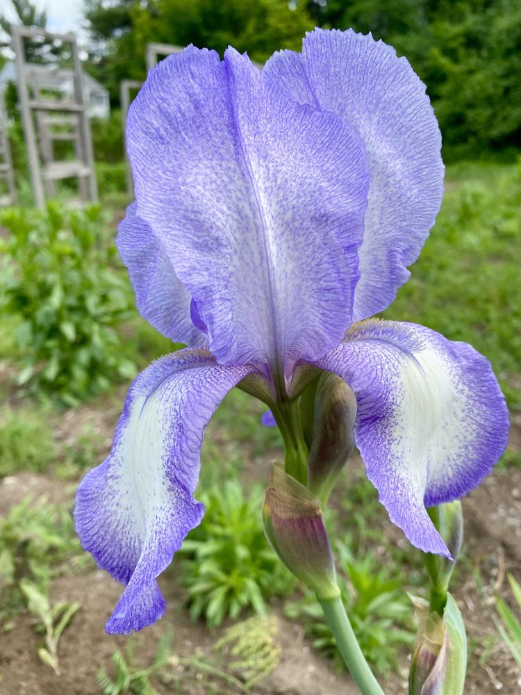 Photo of Tall Bearded Iris (Iris 'Blue Shimmer') uploaded by barneshillga