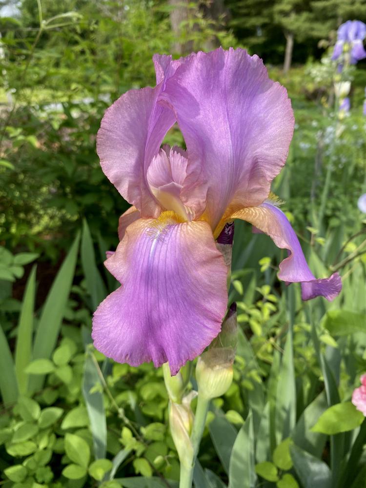 Photo of Tall Bearded Iris (Iris 'Crispette') uploaded by barneshillga