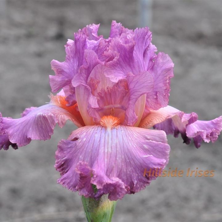 Photo of Tall Bearded Iris (Iris 'Social Graces') uploaded by cashe56