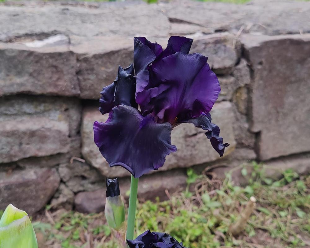 Photo of Tall Bearded Iris (Iris 'Before the Storm') uploaded by AndreaYoungGoodman