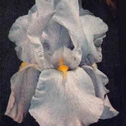 
Image from 1958 Eden Road Iris catalog.