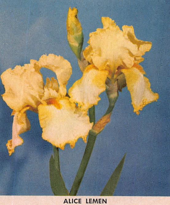 Photo of Tall Bearded Iris (Iris 'Alice Lemen') uploaded by EdenSprings