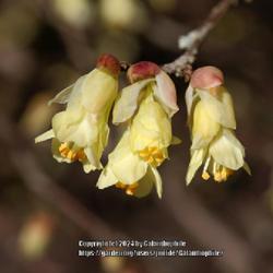 Location: Wallington Hall gardens, Northumberland, England UK 
Date: 2015-03-27
Corylopsis pauciflora