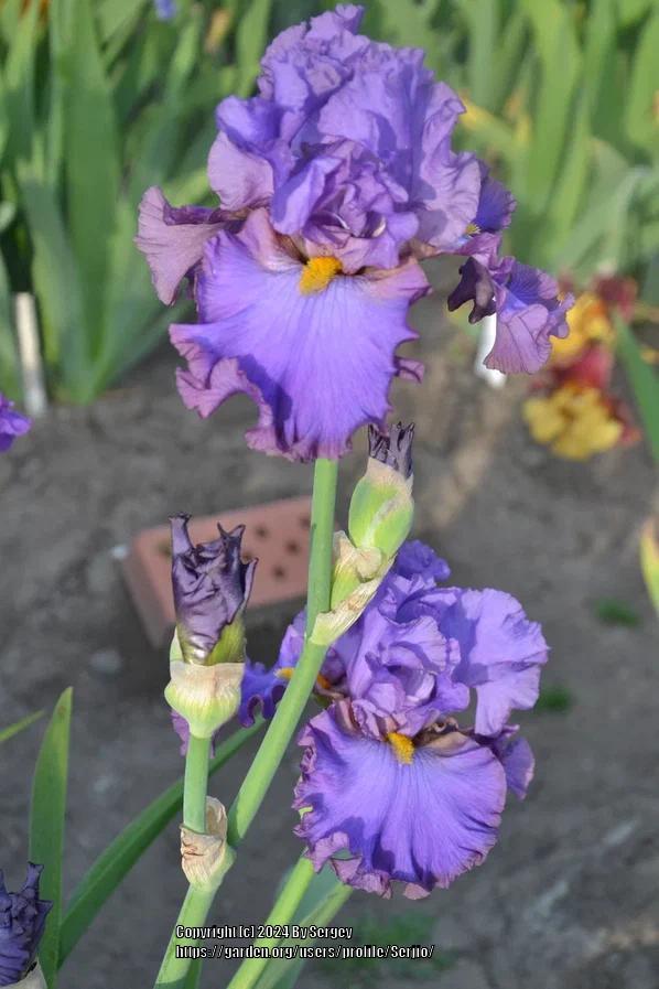 Photo of Tall Bearded Iris (Iris 'Staniszczanin') uploaded by Serjio