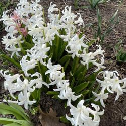 Location: Stoneham MA
Date: 2023-04-04
Roman Hyacinth