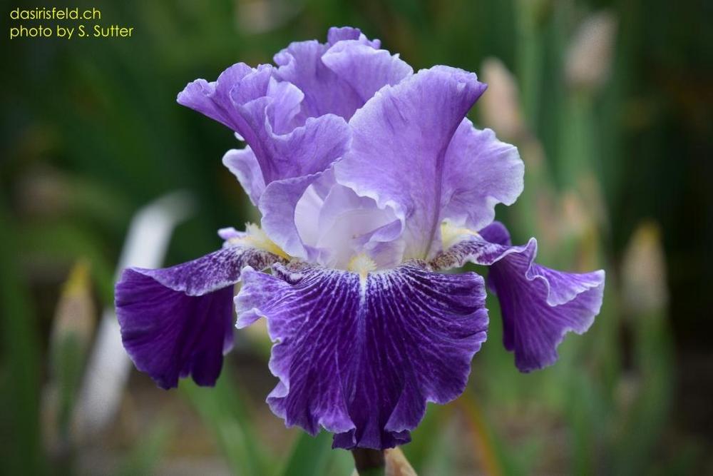 Photo of Tall Bearded Iris (Iris 'Mind Reader') uploaded by sunnyvalley