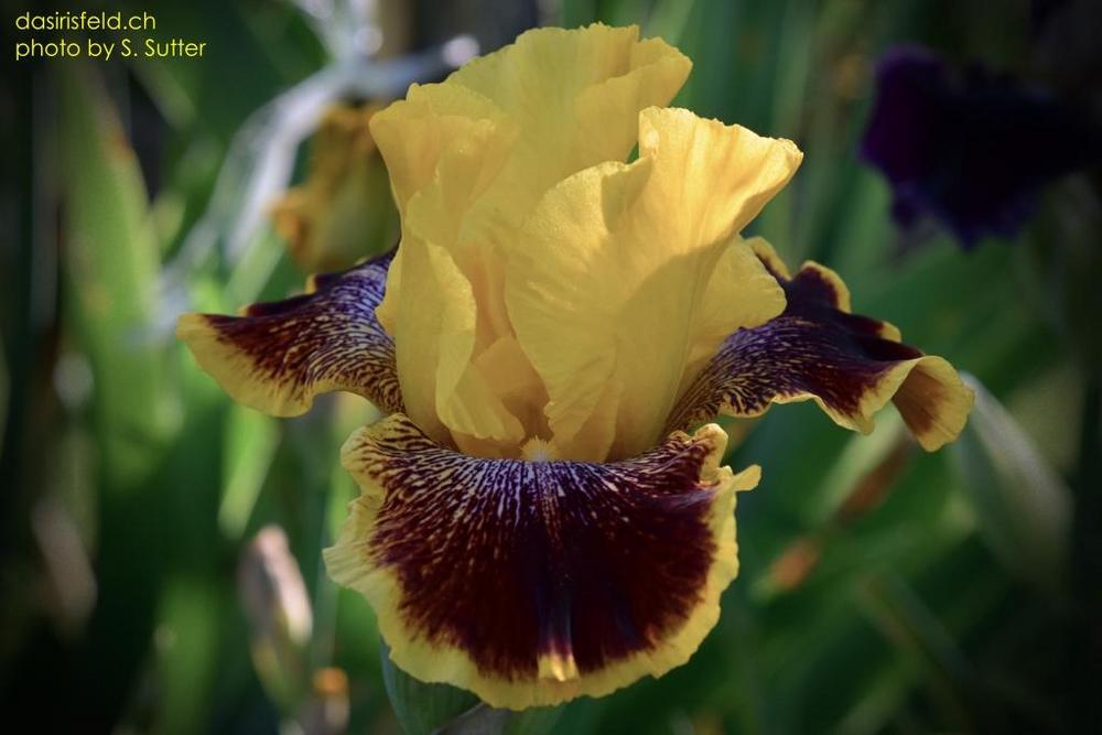 Photo of Tall Bearded Iris (Iris 'Flamenco Whirl') uploaded by sunnyvalley