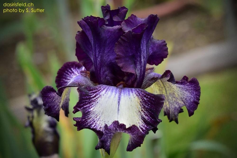 Photo of Tall Bearded Iris (Iris 'Blackberry Tease') uploaded by sunnyvalley