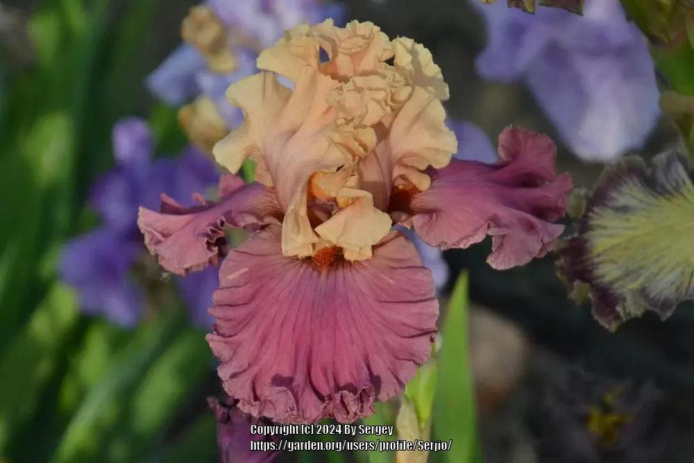 Photo of Tall Bearded Iris (Iris 'Sweet City Woman') uploaded by Serjio