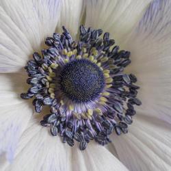 Location: Vancouver, BC, Canada
Date: 2021-06-14
Anemone coronaria 'Blueberry' (http://tinyurl.com/bdfrd2jr)