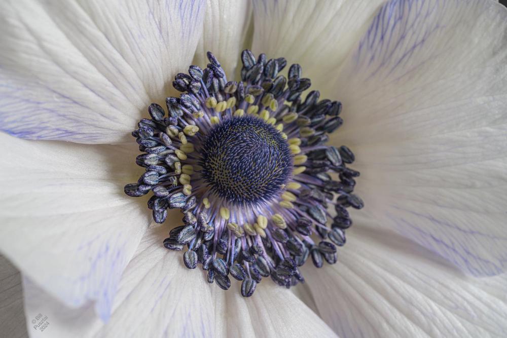 Photo of Poppy Anemone (Anemone coronaria) uploaded by billpusztai