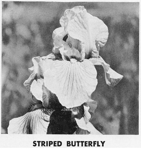 Photo of Tall Bearded Iris (Iris 'Striped Butterfly') uploaded by EdenSprings